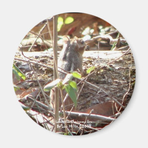 Hot Springs Mountain, Arkansas Chipmunk Geschenke Magnet