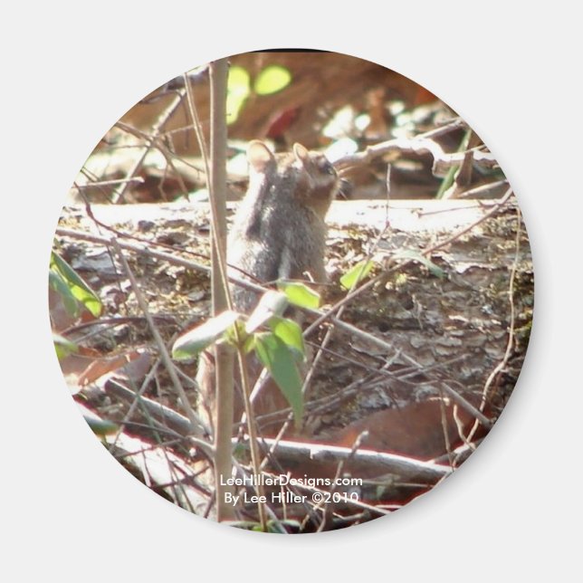 Hot Springs Mountain, Arkansas Chipmunk Geschenke Magnet (Vorne)