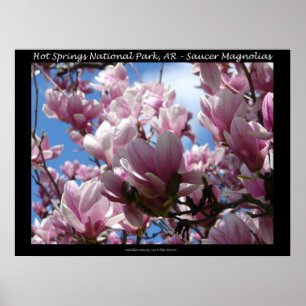 Hot Springs National Park AR Saucer Magnoia Poster