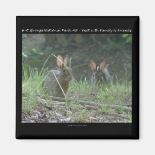 Hot Springs National Park, AR Wild Rabbits Gesche Magnet