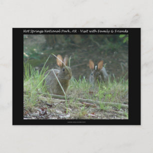 Hot Springs National Park, AR Wild Rabbits Gesche Postkarte