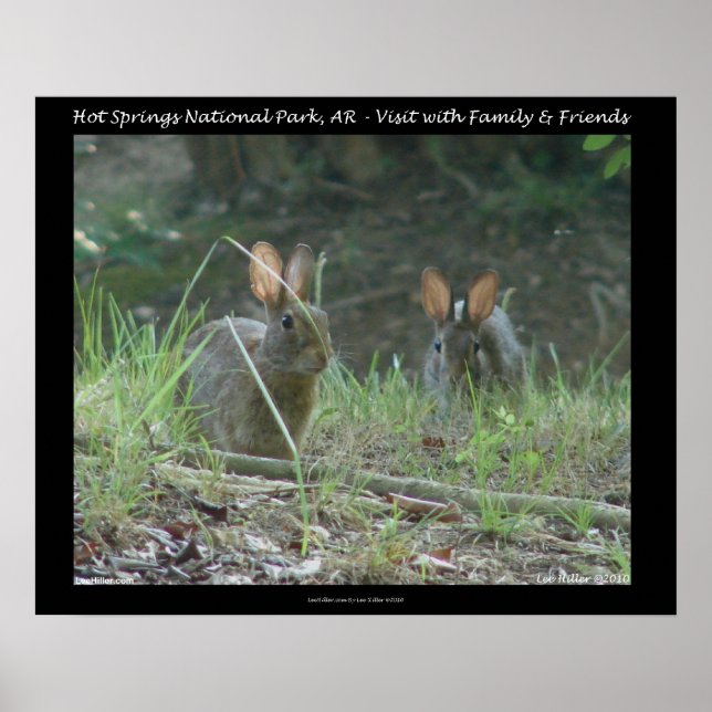 Hot Springs National Park, AR Wild Rabbits Geschen Poster (Vorne)
