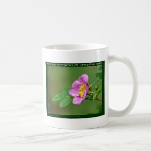 Hot Springs National Park, AR Wild Rose Geschenke Tasse