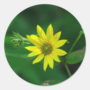 Hot Springs National Park Wald-Sonnenblumen-Gesche Runder Aufkleber