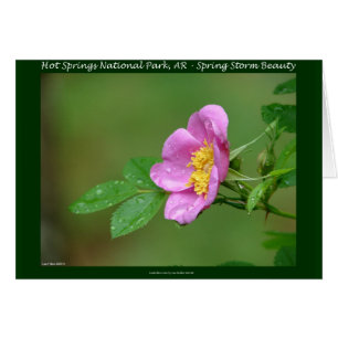 Hot Springs Nationalpark, AR Wild Rose Geschenke