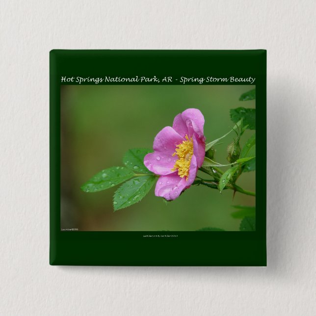 Hot Springs Nationalpark, AR Wild Rose Geschenke Button (Vorderseite)
