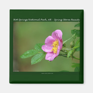 Hot Springs Nationalpark, AR Wild Rose Geschenke Magnet