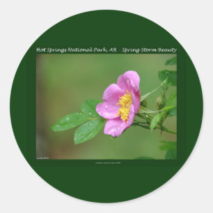 Hot Springs Nationalpark, AR Wild Rose Geschenke Runder Aufkleber