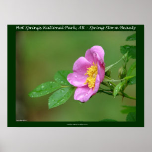 Hot Springs Nationalpark, AR Wilde Rose Briefmarke Poster