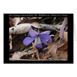 Hot Springs Nationalpark, AR Wilde Violets Geschen