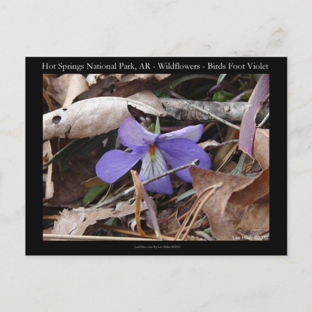 Hot Springs Nationalpark, AR Wilde Violets Geschen Postkarte (Vorderseite)