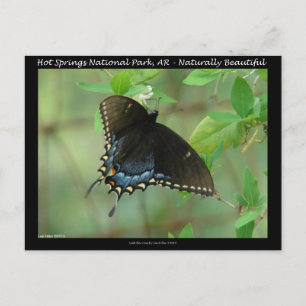 Hot Springs Nationalpark Frack Butterfly Postkarte