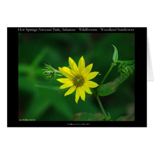 Hot Springs Nationalpark Waldland Sonnenblumengesc