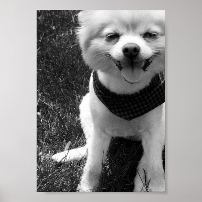 Hot Summer Doggays Poster (Vorne)