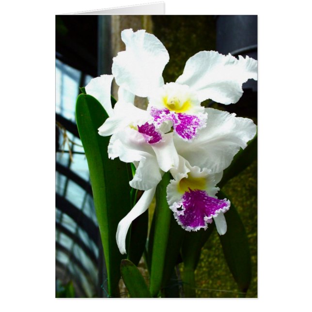 Hothouse Orchid (Vorne)