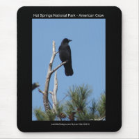 Hots Springs National Park, AR - American Crow