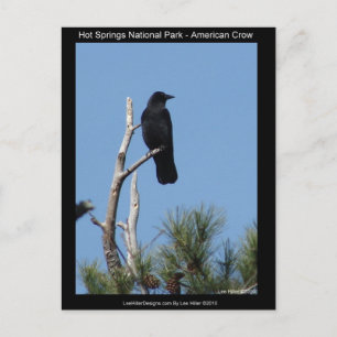 Hots Springs National Park, AR - American Crow Postkarte