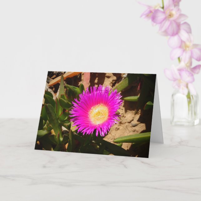 Hottentot Fig Groep Creeping Ice Pflanze Card Karte (Orchidee)