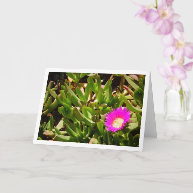 Hottentot Fig Groep Creeping Ice Pflanze Card Karte (Orchidee)