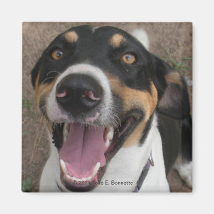 Hound Dog Magnet