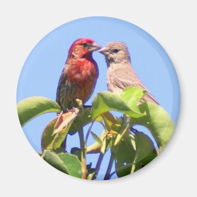 House Finch Couple Magnet (Vorne)