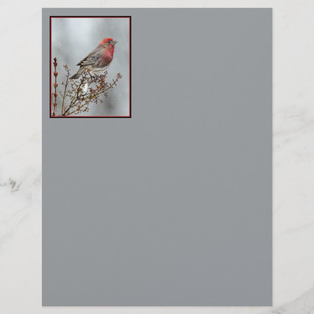 House Finch in Snow - Original Foto (Vorderseite)