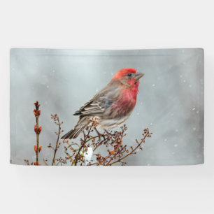House Finch in Snow - Original Foto Banner