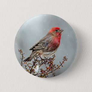 House Finch in Snow - Original Foto Button