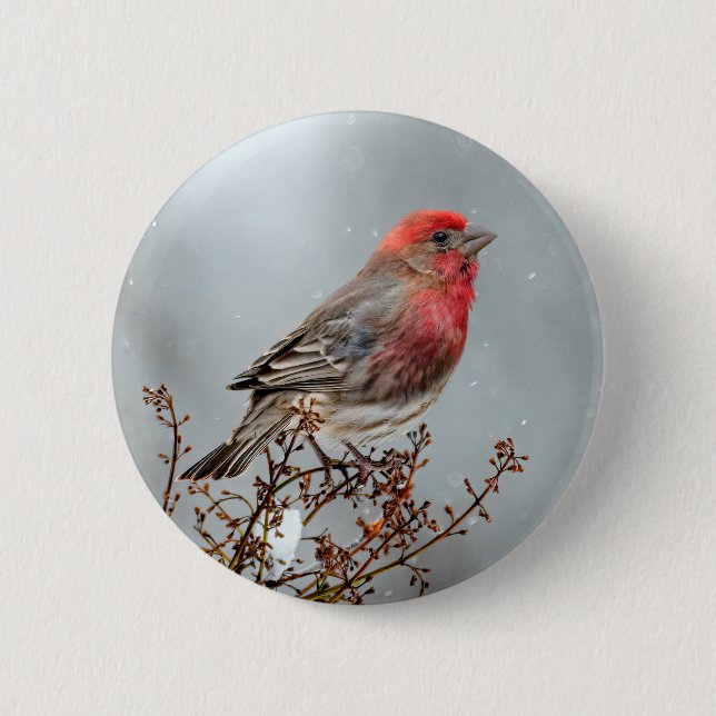 House Finch in Snow - Original Foto Button (Vorderseite)