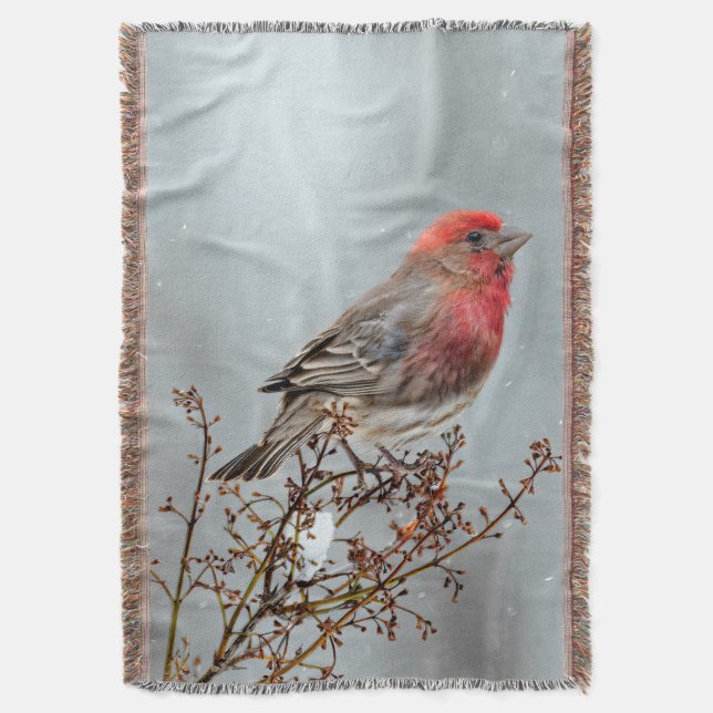 House Finch in Snow - Original Foto Decke (Vorderseite Vertikal)