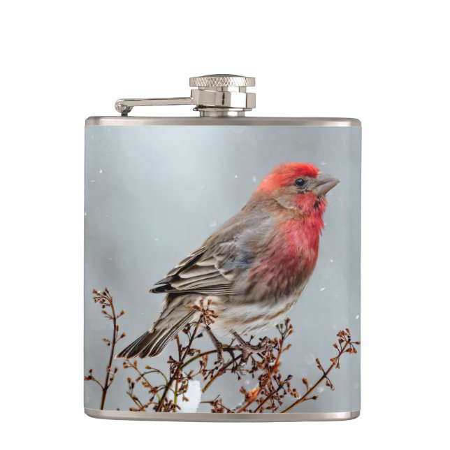 House Finch in Snow - Original Foto Flachmann (Vorderseite)