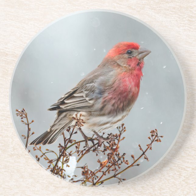 House Finch in Snow - Original Foto Getränkeuntersetzer (Vorne)