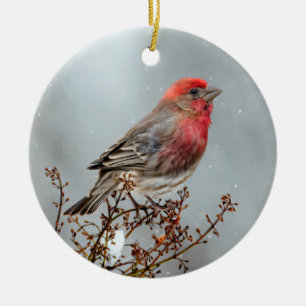 House Finch in Snow - Original Foto Keramik Ornament