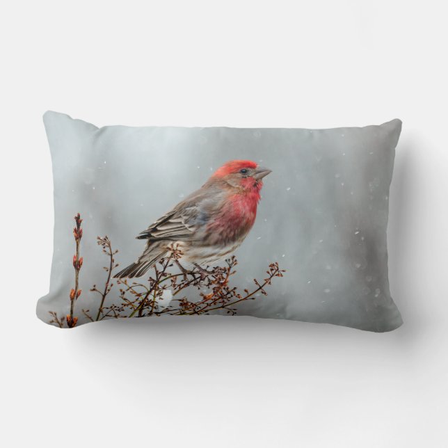 House Finch in Snow - Original Foto Lendenkissen (Vorderseite)