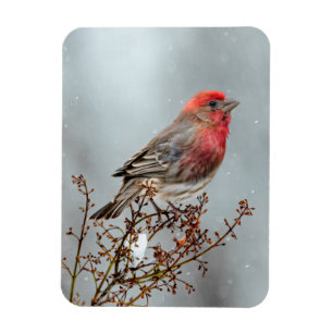 House Finch in Snow - Original Foto Magnet