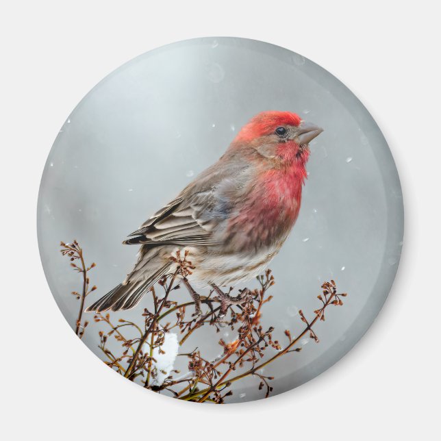 House Finch in Snow - Original Foto Magnet (Vorne)