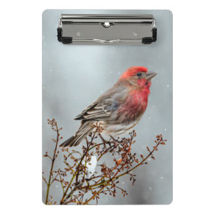 House Finch in Snow - Original Foto Mini Klemmbrett