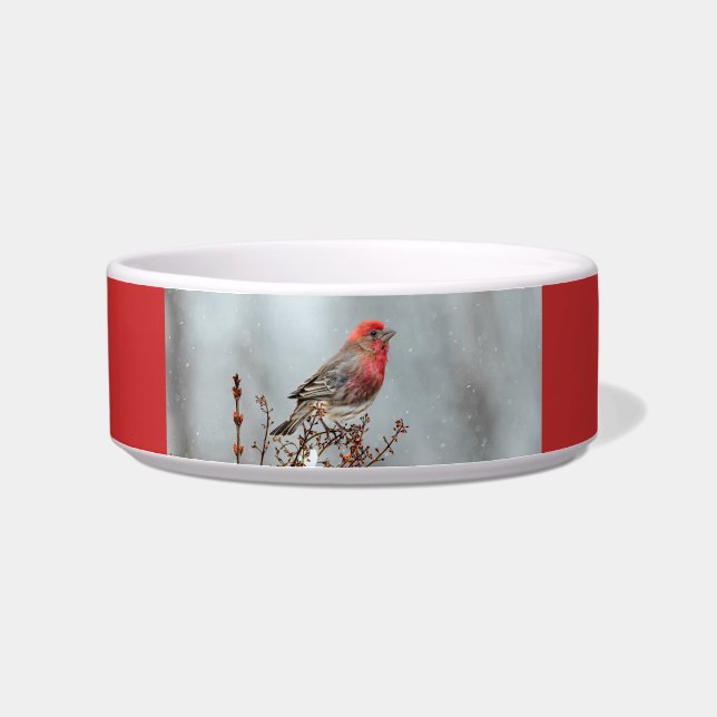 House Finch in Snow - Original Foto Napf (Rechts)