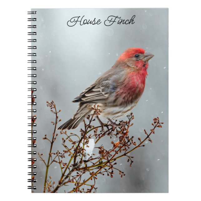 House Finch in Snow - Original Foto Notizblock (Vorderseite)