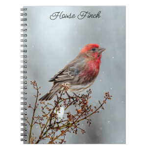 House Finch in Snow - Original Foto Notizblock