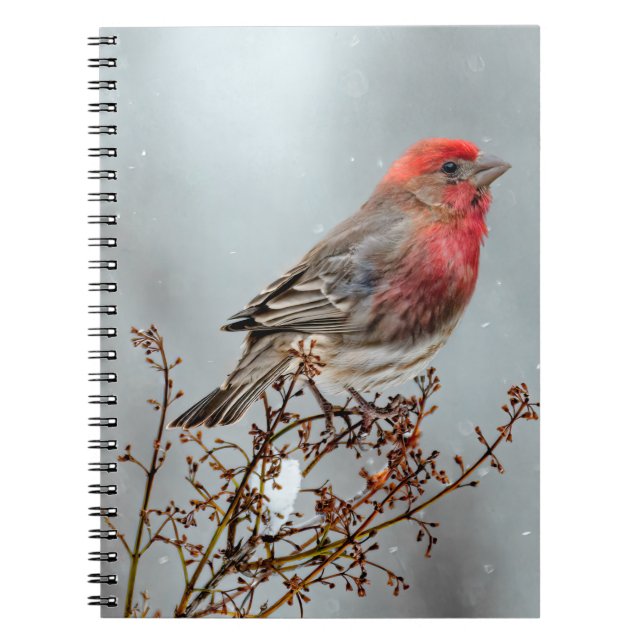 House Finch in Snow - Original Foto Notizblock (Vorderseite)