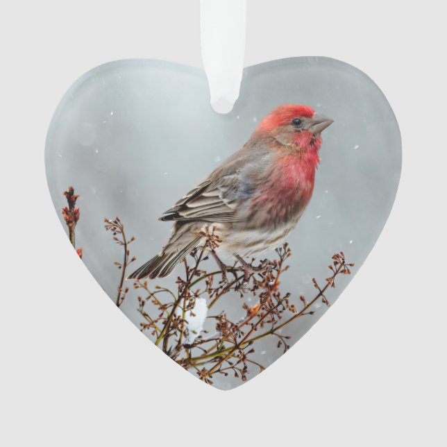 House Finch in Snow - Original Foto Ornament (Vorderseite)