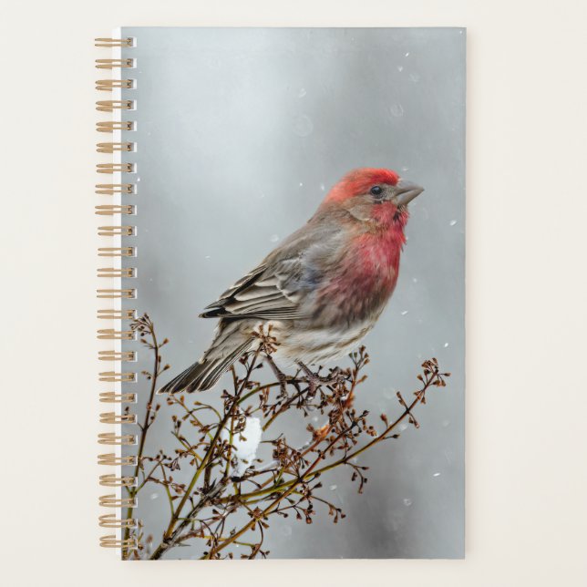 House Finch in Snow - Original Foto Planer (Vorderseite)