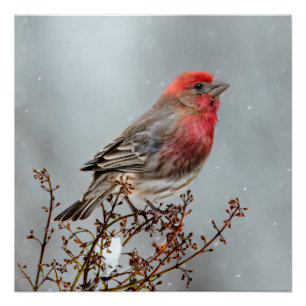 House Finch in Snow - Original Foto Poster