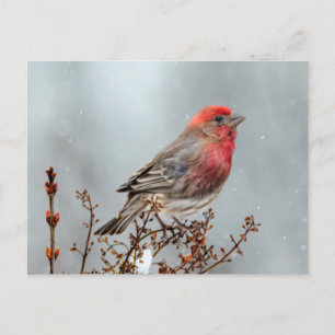 House Finch in Snow - Original Foto Postkarte