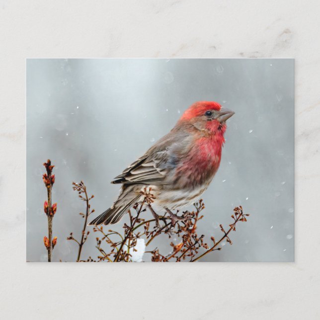 House Finch in Snow - Original Foto Postkarte (Vorderseite)
