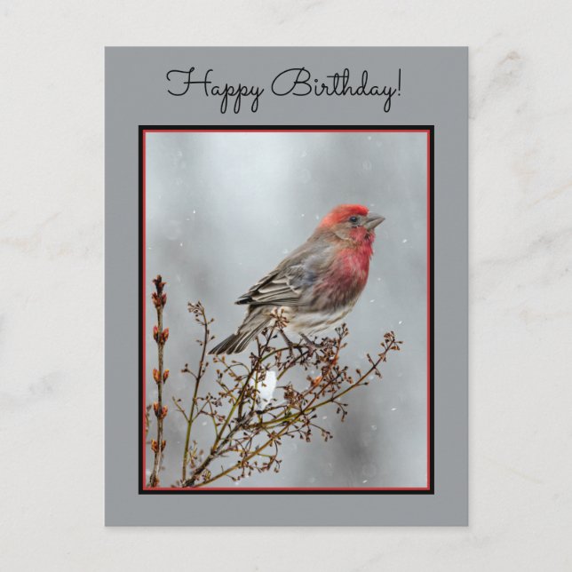 House Finch in Snow - Original Foto Postkarte (Vorderseite)