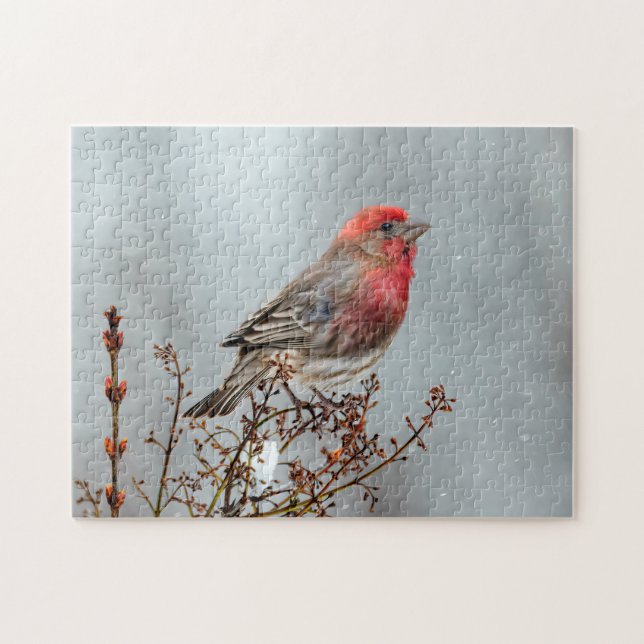 House Finch in Snow - Original Foto Puzzle (Horizontal)