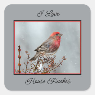 House Finch in Snow - Original Foto Quadratischer Aufkleber