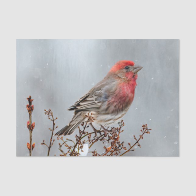 House Finch in Snow - Original Foto Seidenpapier (Vorderseite)